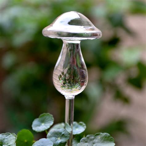 plant waterer glass